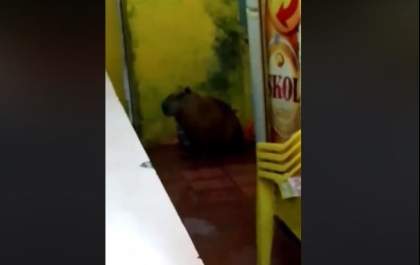 Aí você vai em um bar em Três Lagoas e uma capivara te atende