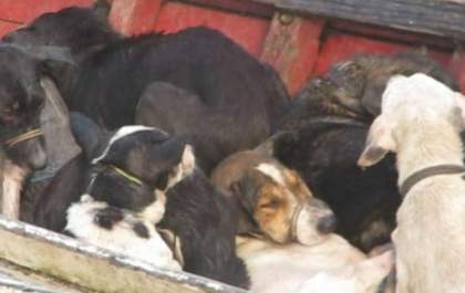 Prefeito é condenado a 20 anos de prisão por ordenar morte de 400 cachorros