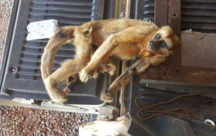Estado tem 17 casos suspeitos de febre amarela em animais e 3 em humanos