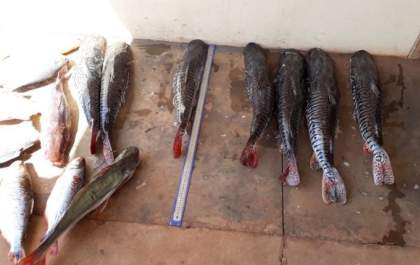 Turistas são presos e multados em R$ 3 mil por transporte ilegal de pescado