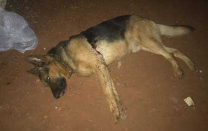 Morte de cachorro a facadas vira caso de polícia, com troca de acusações