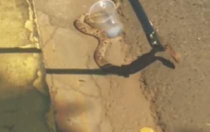 Cobra é flagrada ‘passeando’ no centro de Três Lagoas