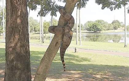 Olha a cobra! É mentira...Ou não