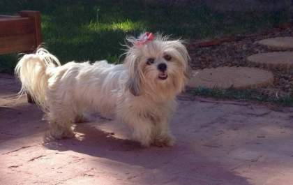 Completa 5 dias que cachorra de 7 anos desapareceu em Andradina