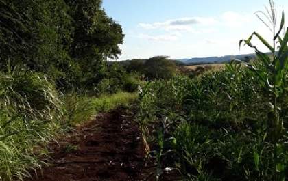 Produtor rural é autuado emR$ 21 mil por desmatamento ilegal