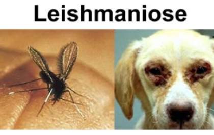ViaRondon inicia distribuição de folhetos sobre a leishmaniose