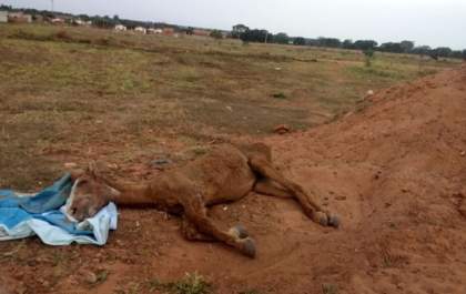Égua maltratada é abandonada para morrer em terreno no Jardim das Violetas