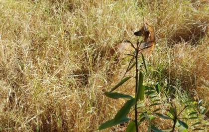 Polícia Ambiental resgata Lobo-Guará escondido em terreno baldio