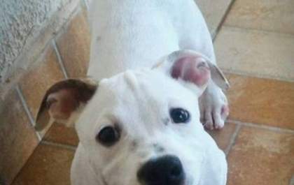Moradora do Set Sul procura cãozinho 