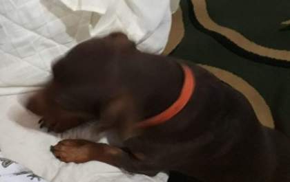 Família procura cachorra 'salsichinha' perdida