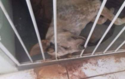 Cachorro agoniza até a morte após ser atropelado no Jardim Maristela