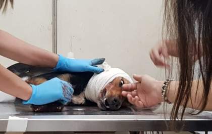 Cadela recebe facada na cabeça em Castilho