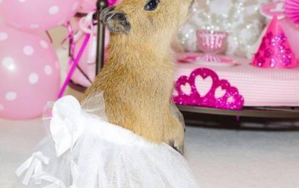 Parabéns Capitu! A capivara mais amada de Três Lagoas completa três anos