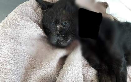 Vítima da crueldade, gato morre após ter o corpo queimado com água quente