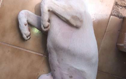 Família está aflita atrás de cachorrinha perdida; filha mais nova está aos prantos