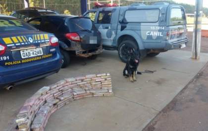 Cadela 'policial' da Força Tática localiza 104kg de maconha em veículo