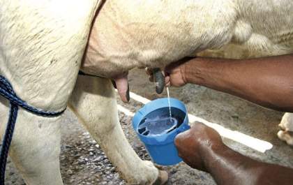 Trabalhador rural morre após ser pisoteado por vaca enquanto tirava leite