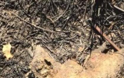 Fogos durante jogo da seleção causam incêndio e morte de animais