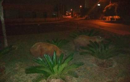 Capivaras saem da Lagoa Maior e fazem passeio noturno para encontrar comida