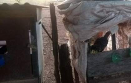 Homens são multados em R$ 14 mil e rinha de galos é desmontada pela PMA