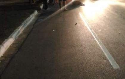 Mais uma capivara morre atropelada na Lagoa Maior