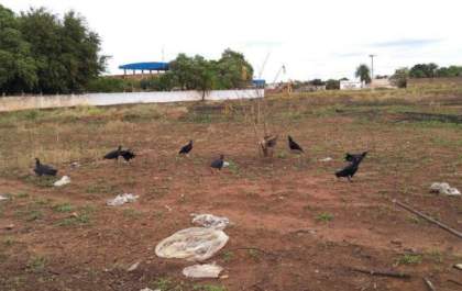 Urubus atraídos por restos de frango próximo ao Aeroporto de Três Lagoas colocam voos em risco