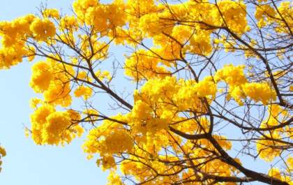 Ipê-Amarelo é escolhido como árvore símbolo de Mato Grosso do Sul