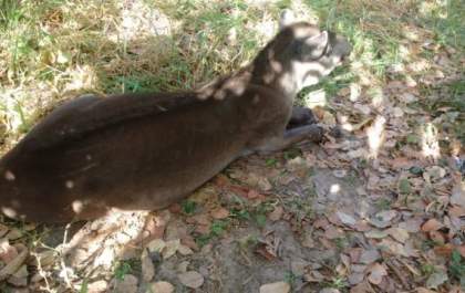 Anta é vítima de incêndio em vegetação e é resgatada pela Polícia Ambiental