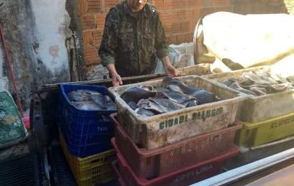 Polícia Militar Ambiental prende homem e apreende 730 kg de peixes por armazenamento irregular