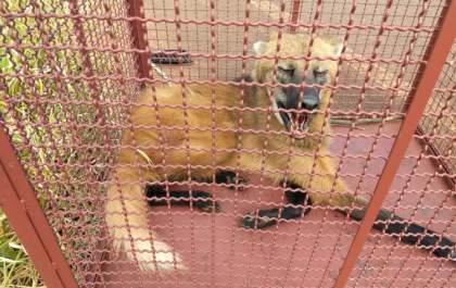 Lobo-guará é resgatado ferido às margens da rodovia MS-473