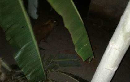 Grupo de capivaras invadem quintal no bairro Santa Luzia para buscar alimento