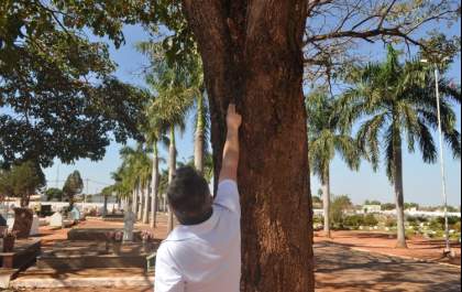 Ministério Público vai investigar envenenamento de árvores no Cemitério de Três Lagoas