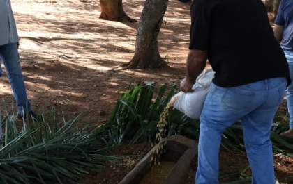 Cochos são instalados para alimentação complementar das capivaras