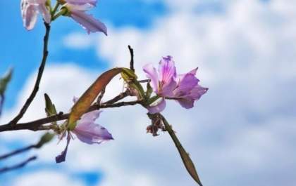 Com mínima de 15º C sexta-feira será de céu claro