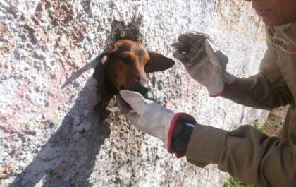Bombeiros resgatam cachorro que prendeu cabeça em buraco de muro