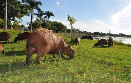 Semana começa com alerta de baixa umidade e névoa seca em Três Lagoas