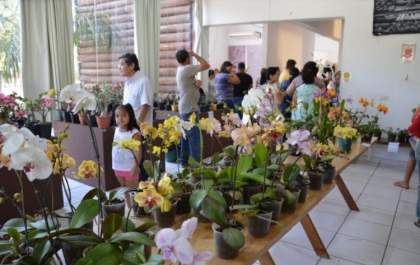 Exposição de orquídeas será realizada na Casa do Artesão de 02 a 04 de agosto