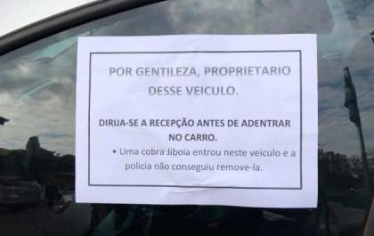 Jiboia 'tira cochilo' debaixo de carro enquanto proprietário não aparece