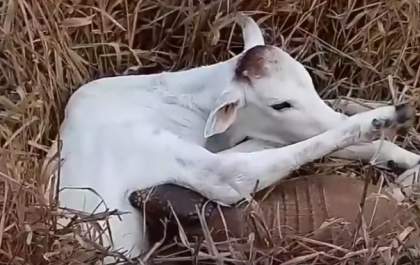 Bezerro é atacado por tatu em fazenda de Três Lagoas