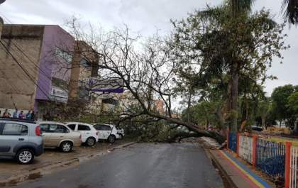 Árvore cai em plena rua Manoel Teixeira de Freitas