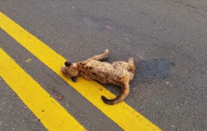 Atropelamentos de animais são frequentes em rodovia de MS