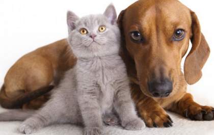 Baixa umidade do ar prejudica a saúde dos pets