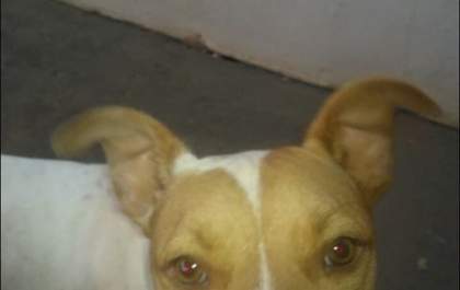Você viu? Família procura cachorro desaparecido desde domingo