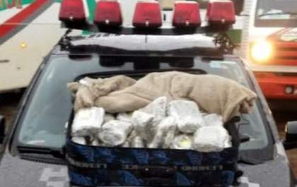 Cachorro da PM entrega grávida com 12 kg de super-maconha