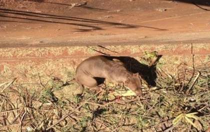 Casal de pitbulls ataca outros cães e dá 