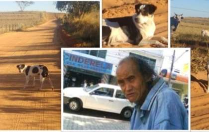 Cachorro espera retorno de dono que morreu no mês passado