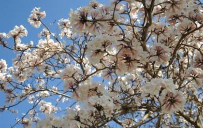 Domingo amanhece com 18º C, e previsão é de céu claro