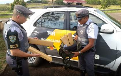 Passageiro de ônibus é preso com 6 quilos de maconha