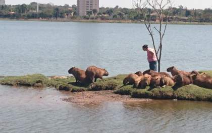 Mesmo com placas de proibição e campanhas, população continua se aproximando dos animais na Lagoa Maior