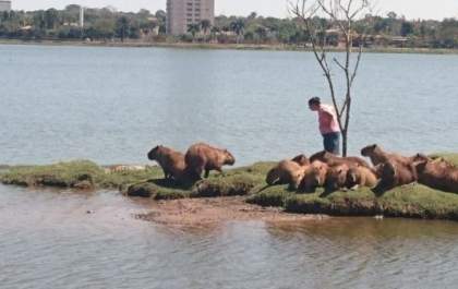 TRÊS LAGOAS:Mesmo com placas de proibição, população continua se aproximando dos animais na Lagoa